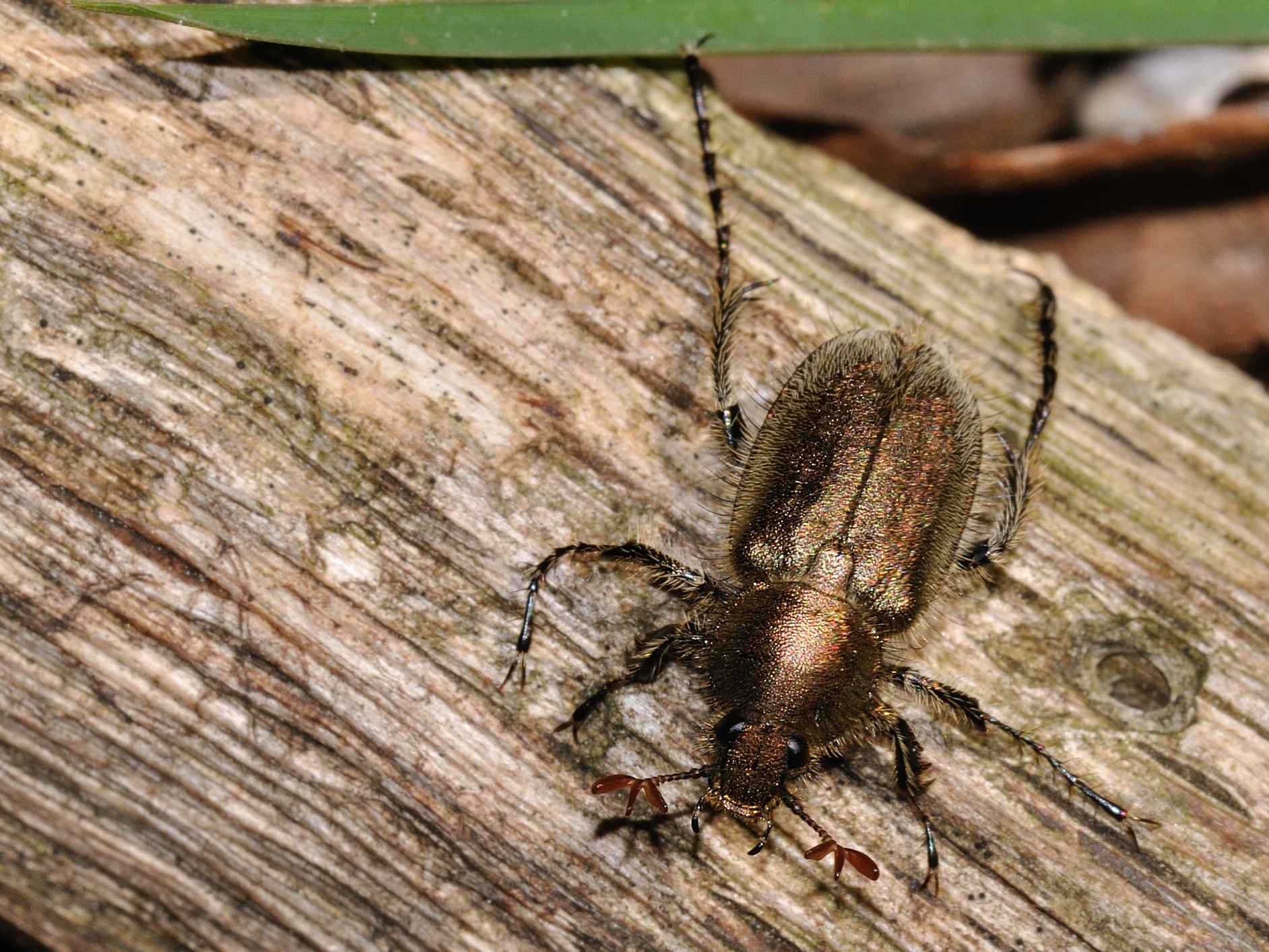 Glaphyridae - Amphicoma carceli